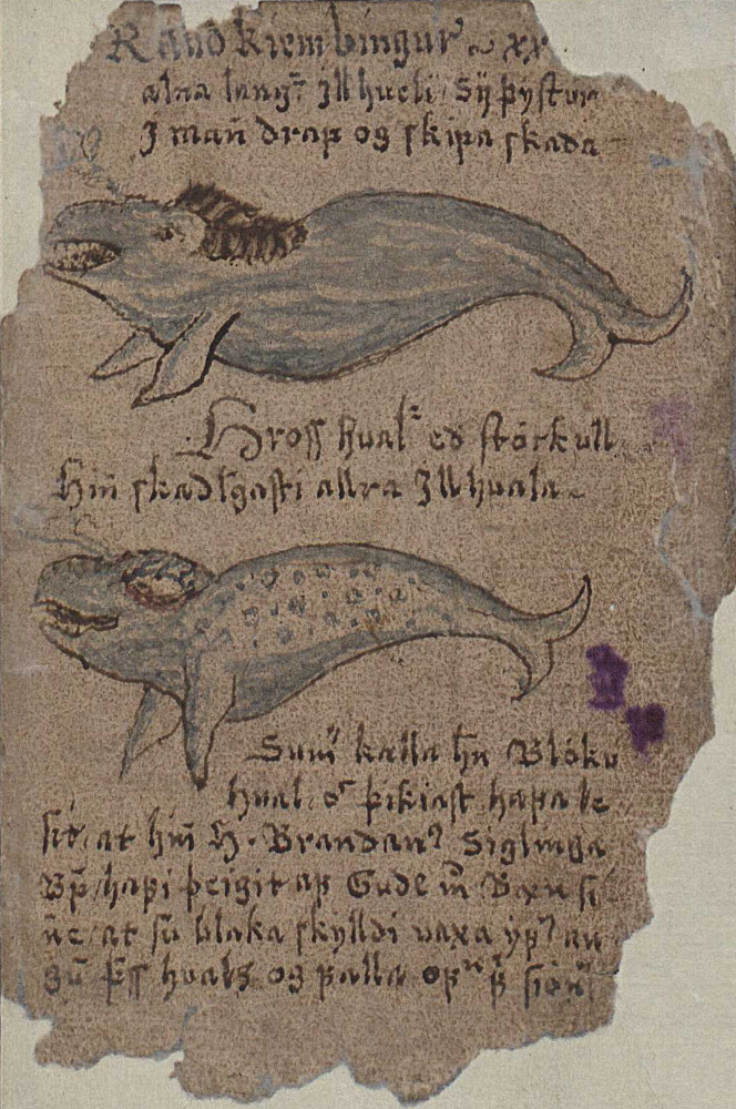 Rauðkembingr et hrosshvalr par Jón Guðmundsson
